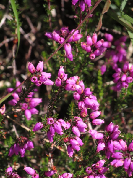 bell heather / Erica cinerea: _Erica cinerea_ occurs in heaths and moors across the British Isles, although it is scarce in central England and central Ireland.