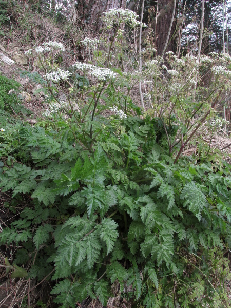 cow parsley / Anthriscus sylvestris: _Anthriscus sylvestris_ is an almost ubiquitous herb of waysides, hedgerows and woodland edges in the lowlands.