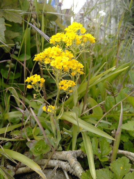 golden alison / Aurinia saxatilis: _Aurinia saxatilis_ is a yellow-flowering garden plant native to central and eastern Europe, Turkey and the Caucasus; it has simple leaves with a fairly dense covering of branched hairs.