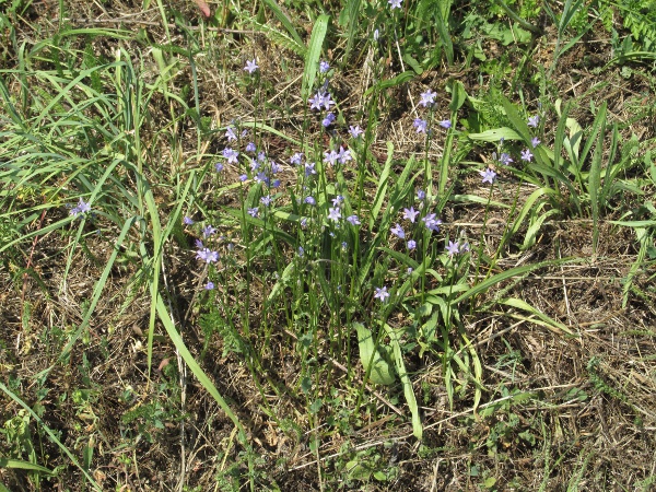 rampion bellflower / Campanula rapunculus