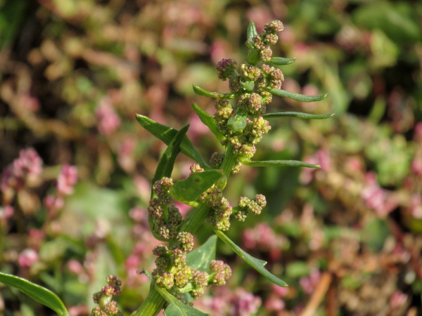 red goosefoot / Oxybasis rubra: _Chenopodium rubrum_ differs from most _Chenopodium_ and _Atriplex_ species by its lack of mealy hairs and its trailing habit.