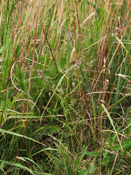 red bartsia / Odontites vernus: _Odontites vernus_ subsp. _serotinus_ is a late-flowering taxon, which branches at more than 45°.