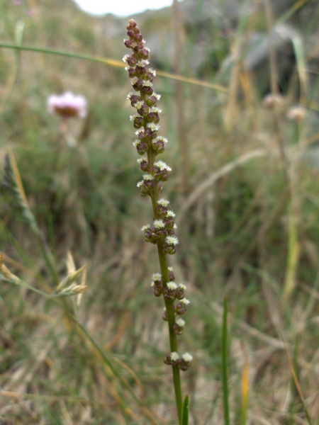 sea arrowgrass / Triglochin maritima: _Triglochin maritima_ is found in salt marshes around all the coasts of the British Isles.
