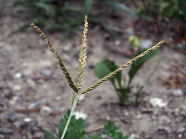 yard grass / Eleusine indica: _Eleusine indica_ is an annual grass, native to warmer parts of Eurasia and Africa, that occasional escapes into the wild in southern Britain.