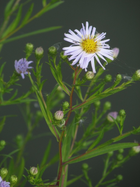 confused Michaelmas daisy / Symphyotrichum novi-belgii: _Symphyotrichum novi-belgii_ is similar to _Symphyotrichum_ × _salignum_, but its phyllaries are broader, more spreading, and widest around the middle.