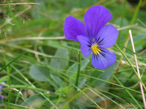 wild pansy / Viola tricolor: Blue-flowering form