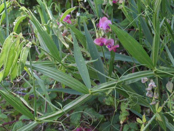 narrow-leaved everlasting pea / Lathyrus sylvestris