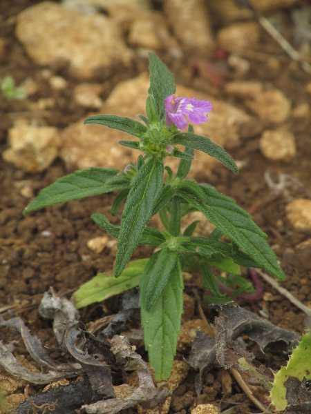 red hemp-nettle / Galeopsis angustifolia: _Galeopsis angustifolia_ is a rare arable weed.