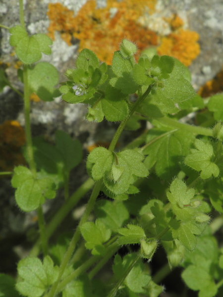 ivy-leaved speedwell / Veronica hederifolia: The hexaploid _Veronica hederifolia_ subsp. _hederifolia_ has short fruiting pedicels; the apical leaf-lobe is also wider than in _V. hederifolia_ subsp. _lucorum_.