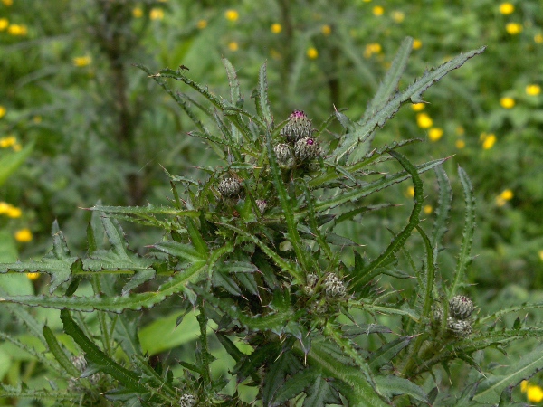 marsh thistle / Cirsium palustre: In contrast with the otherwise similar _Carduus crispus_, the leaves of _Cirsium palustre_ are shiny above and often become purplish along their margins; the phyllaries are relatively short and appressed.