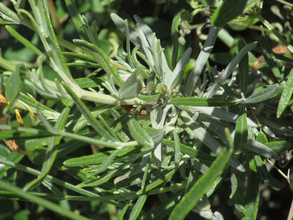 garden lavender / Lavandula angustifolia: The leaves of _Lavandula angustifolia_ are white with hairs when young; they release a strong and familiar odour when bruised.