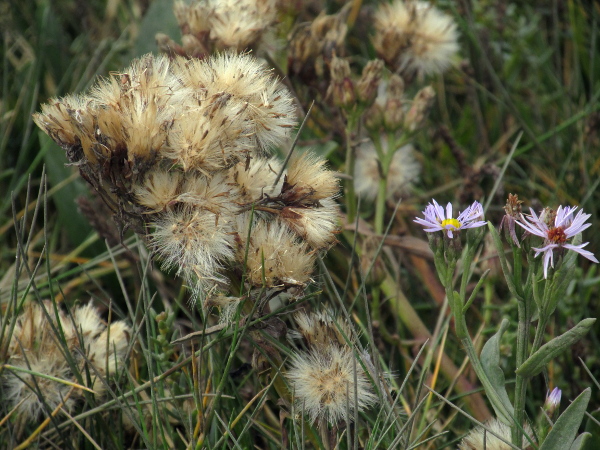 sea aster / Tripolium pannonicum