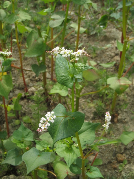 buckwheat / Fagopyrum esculentum: _Fagopyrum esculentum_ has sagittate leaves and many-flowered terminal inflorescences.