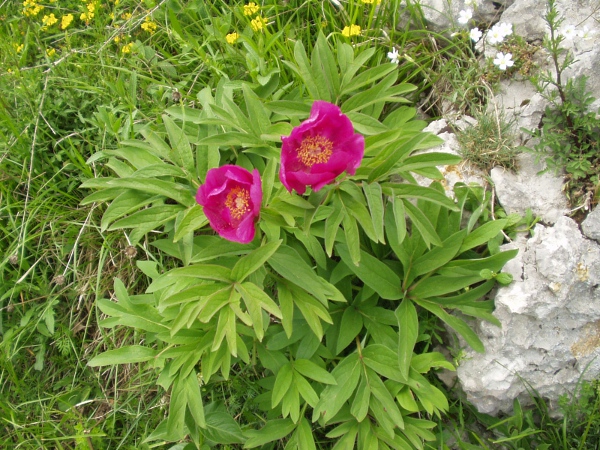 garden peony / Paeonia officinalis: _Paeonia officinalis_ has showy flowers.