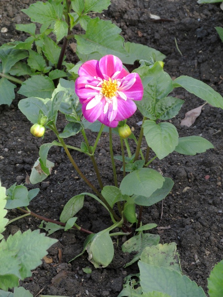 dahlia / Dahlia × hortensis