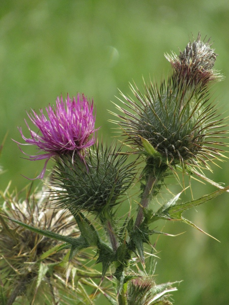 spear thistle / Cirsium vulgare: The inflorescences of _Cirsium vulgare_ lack the woolly covering of _Cirsium eriophorum_.