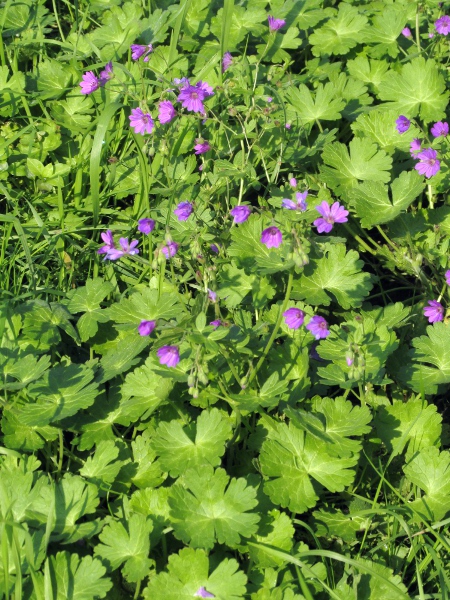 hedgerow cranesbill / Geranium pyrenaicum: _Geranium pyreniacum_ has medium-sized flowers, with bifid petals 7–10 mm; its leaves are less deeply divided than those of _Geranium columbinum_.