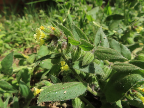 yellow monkswort / Nonea lutea