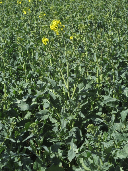 oil-seed rape / swede / Brassica napus: _Brassica napus_ is a very common crop.