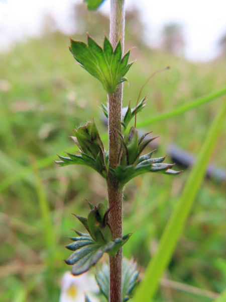 chalk eyebright / Euphrasia pseudokerneri