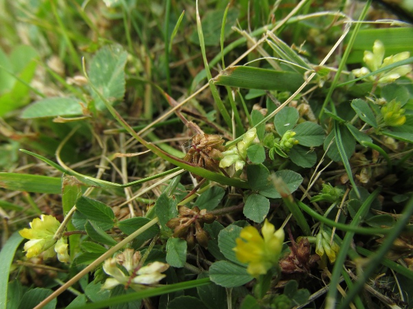 lesser trefoil / Trifolium dubium