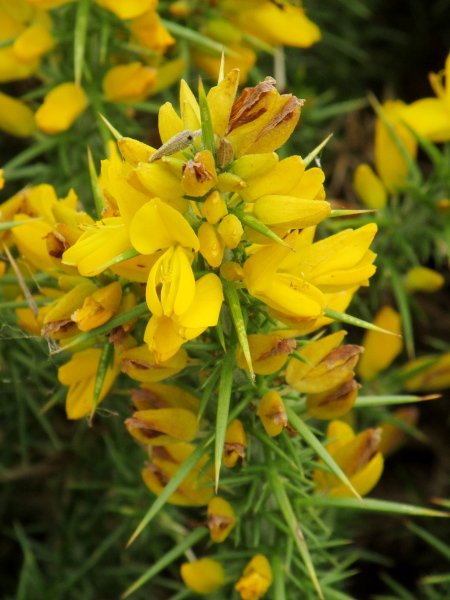 western gorse / Ulex gallii: The bracteoles below each flower of _Ulex gallii_ are barely wider than the pedicel.