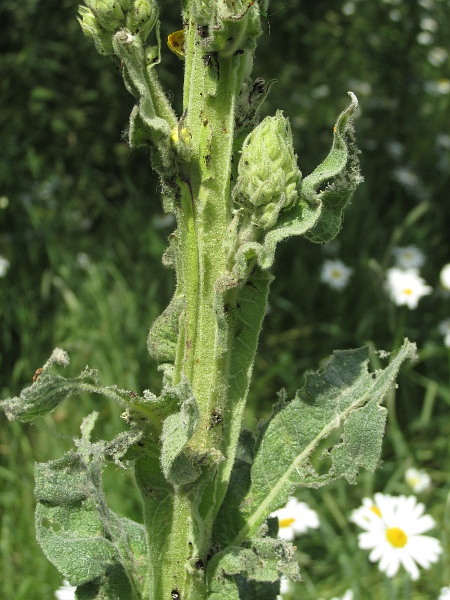 great mullein / Verbascum thapsus