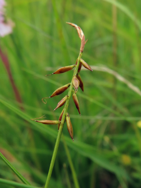 flea sedge / Carex pulicaris: _Carex pulicaris_ is the most widespread of the sedges with a single spike (male at the apex, female below), and the only one with only 2 stigmas (except for occasional examples of _Carex dioica_).