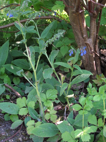 Caucasian comfrey / Symphytum caucasicum: _Symphytum caucasicum_ is a native of the Caucasus.