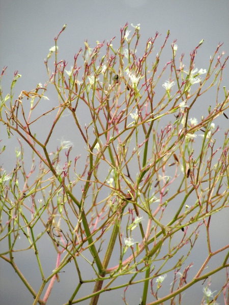 Pyrenean valerian / Valeriana pyrenaica: As with other _Valeriana_ species, _V. pyrenaica_ has seeds adapted to wind-dispersal.