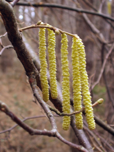 hazel / Corylus avellana: The male catkins are long and pendent.