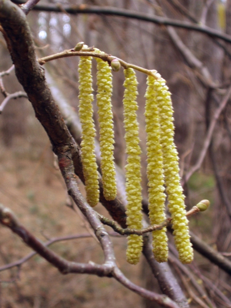 hazel / Corylus avellana