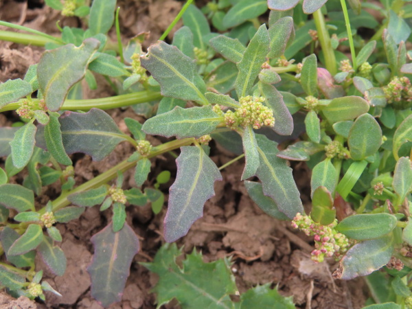 oak-leaved goosefoot / Oxybasis glauca: _Oxybasis glauca_ is a rare plant of disturbed, nutrient-rich ground, especially near the sea in southern England.