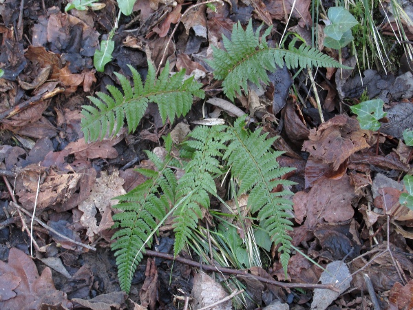 soft shield-fern / Polystichum setiferum: _Polystichum setiferum_ grows in shady woodlands in Ireland, Wales, England, and south-western parts of Scotland; it differs from _Polystichum aculeatum_ in having its lower pinnae not much shorter than the middle ones.