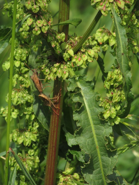 curled dock / Rumex crispus: The crinkled edges of the leaves give _Rumex crispus_ its name.