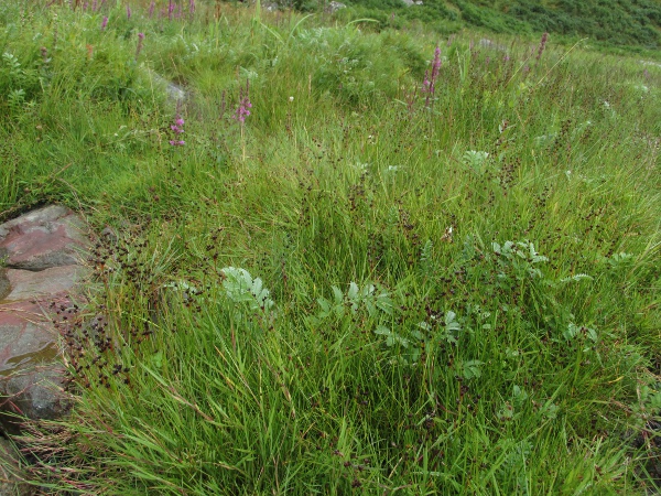 saltmarsh rush / Juncus gerardii: _Juncus gerardii_ grows in salt-marshes throughout the British Isles; it spread by rhizomes to form extensive patches.