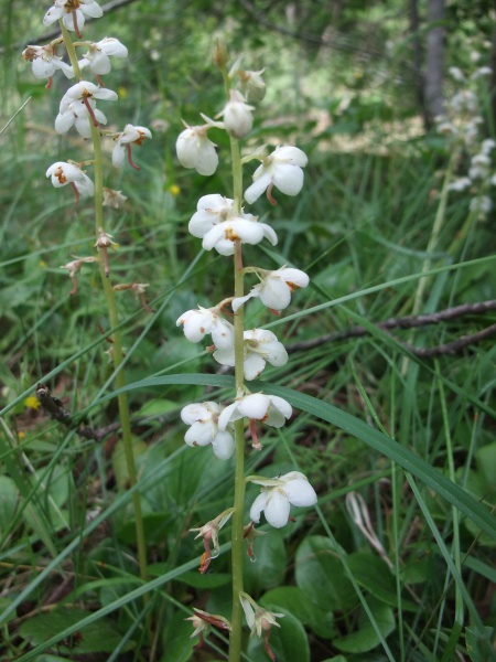 round-leaved wintergreen / Pyrola rotundifolia subsp. rotundifolia: _Pyrola rotundifolia_ subsp. _rotundifolia_ is found in damp sites scattered across the British Isles.