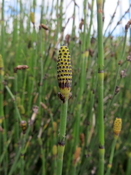 Moore’s horsetail / Equisetum × moorei: The sporangia of _Equisetum_ × _moorei_ are apiculate and produce sterile spores.