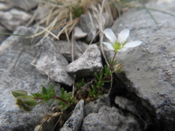 English sandwort / Arenaria norvegica subsp. anglica: _Arenaria norvegica_ subsp. _anglica_ is endemic to limestone pavements in upper Ribblesdale, where it grows in some of the barest areas; its leaves are sessile and slightly succulent.