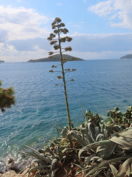 centuryplant / Agave americana: _Agave americana_ is a very large, monocarpic perennial, existing as a rosette of enormous succulent leaves until it finally flowers and then dies.