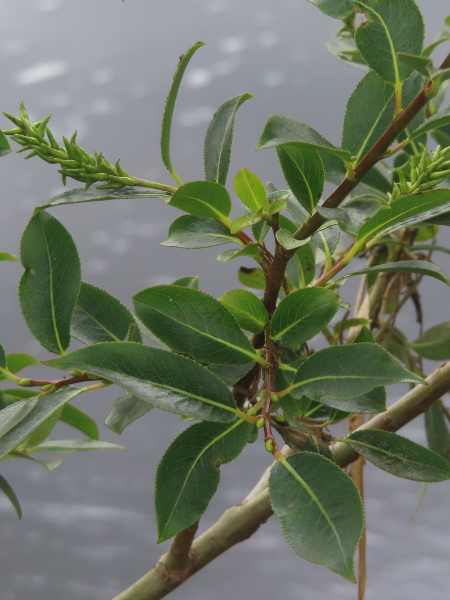 bay willow / Salix pentandra: The leaves of _Salix pentandra_ are finely serrate, but only 2–4 times longer than wide; the male flowers often have more than 4 stamens.