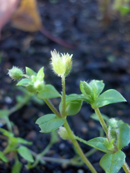 common chickweed / Stellaria media: The single row of hairs along the stem is characteristic of _Stellaria media_ and its close relatives _Stellaria pallida_ and _Stellaria neglecta_.