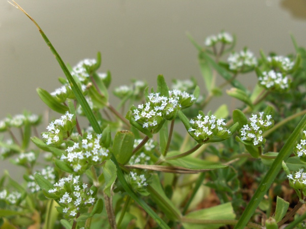 common corn-salad / Valerianella locusta