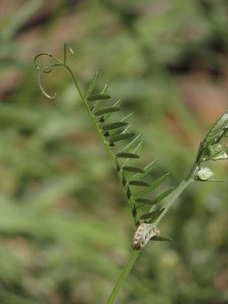 tufted vetch / Vicia cracca: The leaves of _Vicia cracca_ have up to 15 pairs of leaflets, and end in a branched tendril.