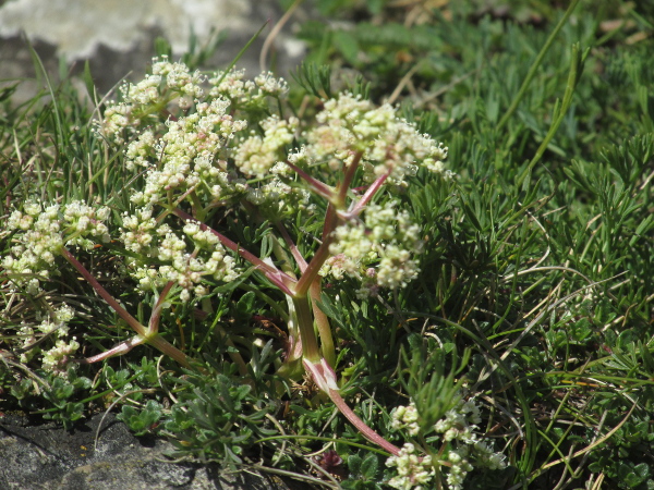 honewort / Trinia glauca: _Trinia glauca_ is a rare plant of shallow lime-rich soils in Bristol and North Somerset, and also around Berry Head in Devon.