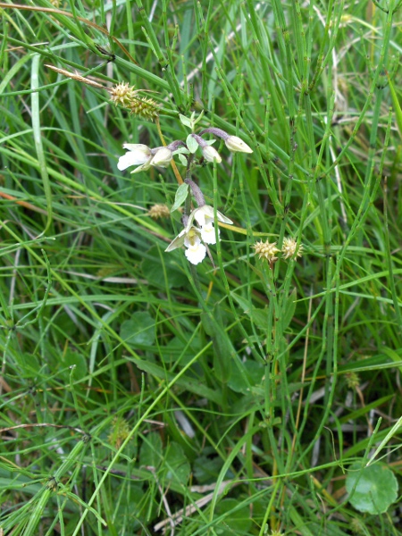 marsh helleborine / Epipactis palustris: _Epipactis palustris_ grows in fens and dune-slacks across England, Wales and Ireland; it is very rare in Scotland, found only in the southern Hebrides and one mainland site.