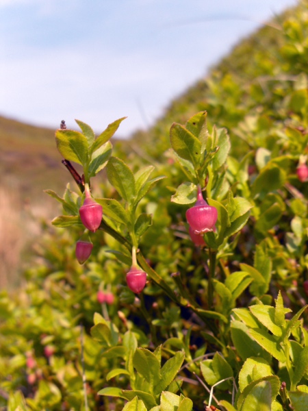 bilberry / Vaccinium myrtillus: _Vaccinium myrtillus_ is a common plant of heathland and moorland.