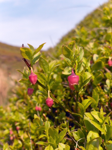 bilberry / Vaccinium myrtillus