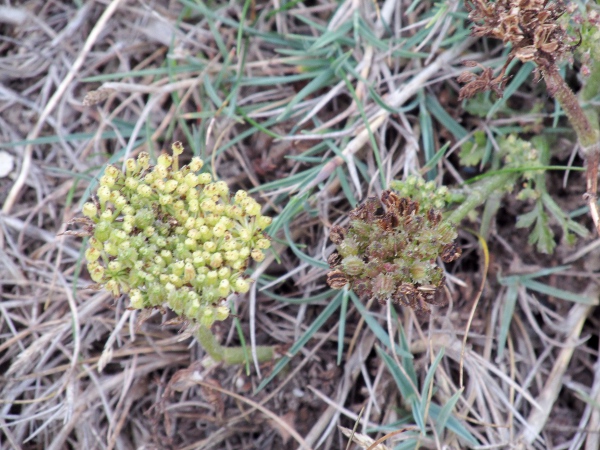 sea carrot / Daucus carota subsp. gummifer: The fruiting heads of _Daucus carota_ subsp. _gummifer_ (right) hardly close up at all.
