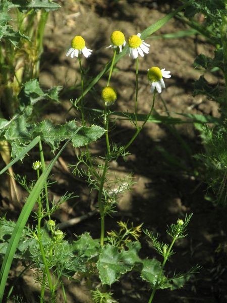 scentless mayweed / Tripleurospermum inodorum